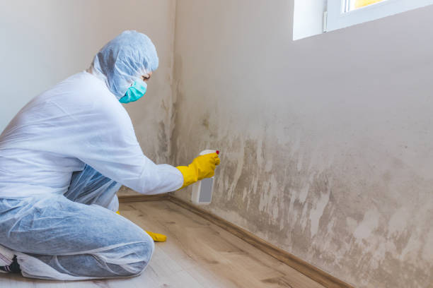 Licensed Commercial Mold Remediation service in Wilson's Mills, NC - WQB Mold Removal